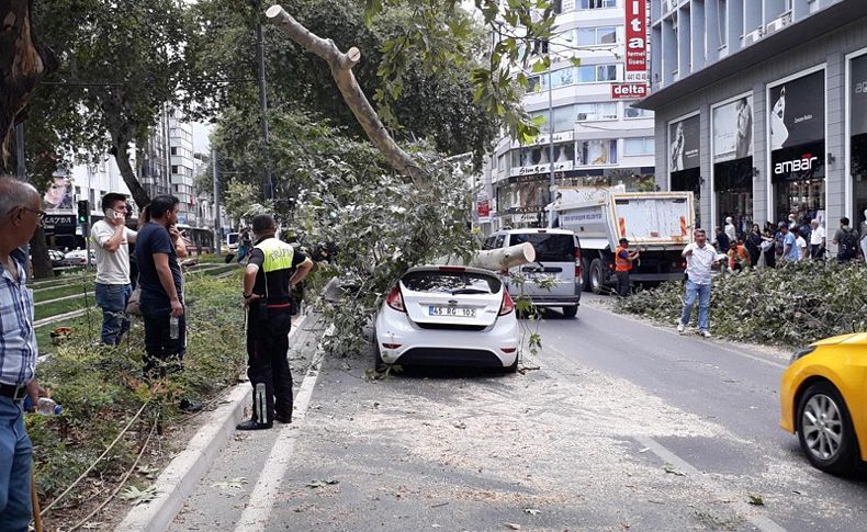 Ağaç otomobilin üzerine devrildi