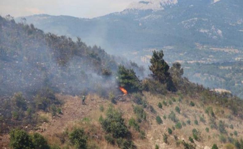 Alevler, ağaçlandırma sahasını küle çevirdi