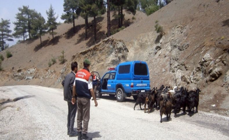 Ağıldan kaçan hayvanları jandarma buldu