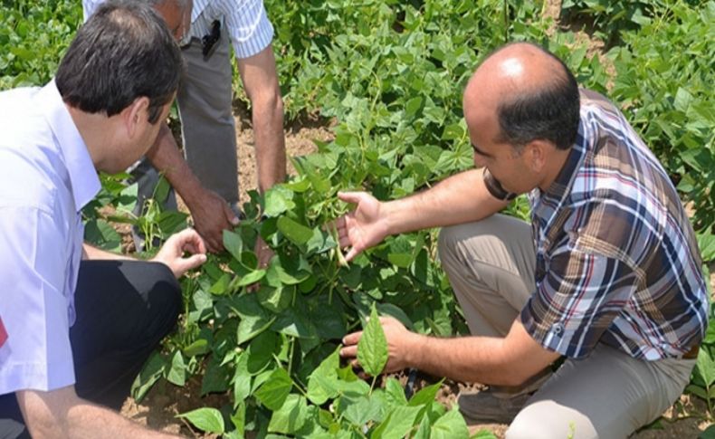 Alternatif ürünler çiftçinin yüzünü güldürdü