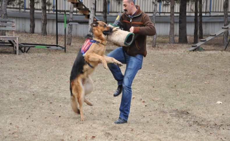 Ankara Jandarma Köpek Timi suçlulara göz açtırmıyor