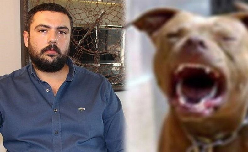 Avukatı pitbull köpeğiyle kaçıran 3 zanlı tutuklandı