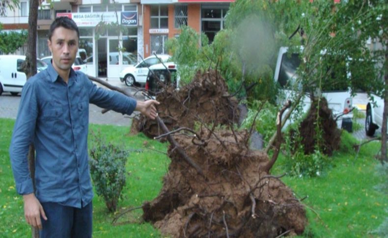 Aydın'da fırtına ağaçları devirdi, çatıları uçurdu