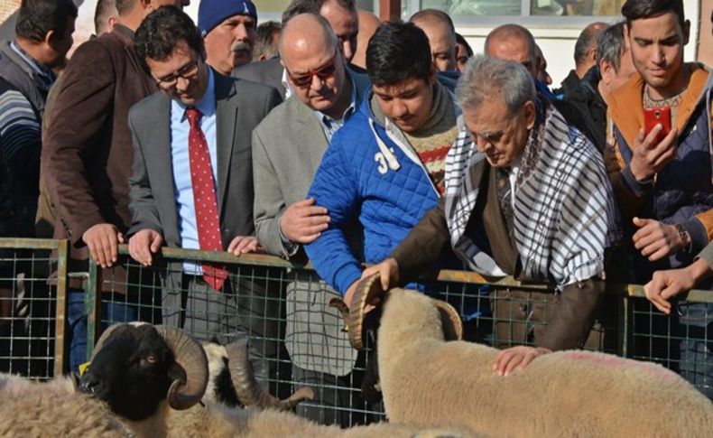 Büyükşehir, üreticilere küçükbaş dağıttı