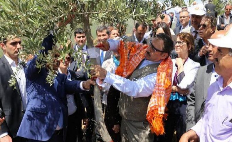 Bakan aşıladı fidanlar umut oldu