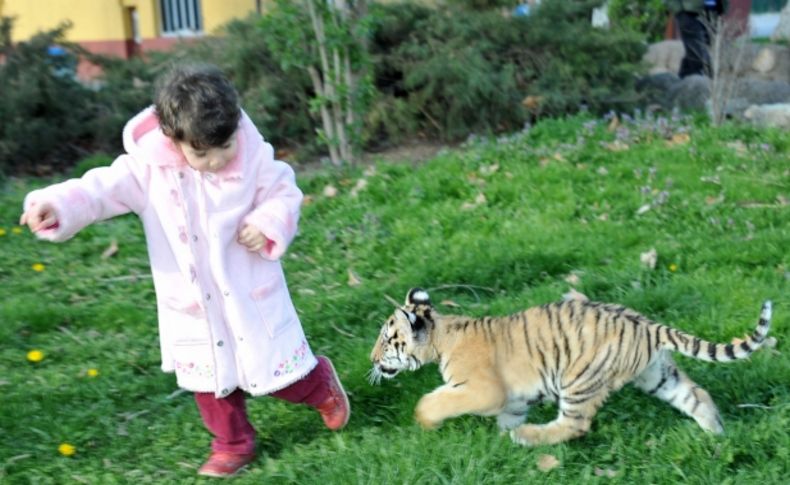 Bakıcı annenin büyüttüğü yavru kaplan, kafese taşınıyor