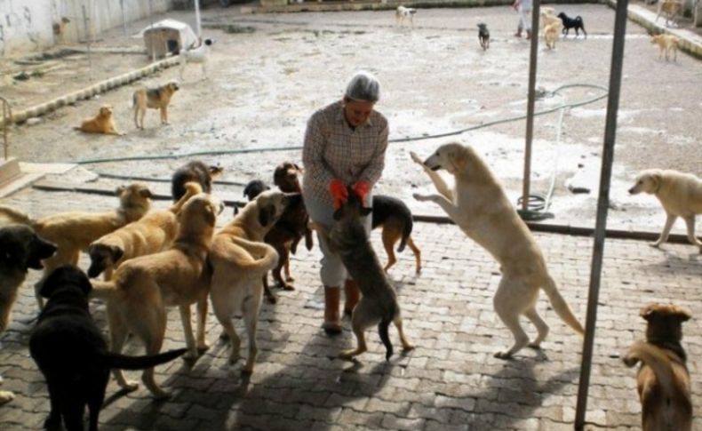 Barınak tazminatı ve suç tutanağına hayvansever tepkisi