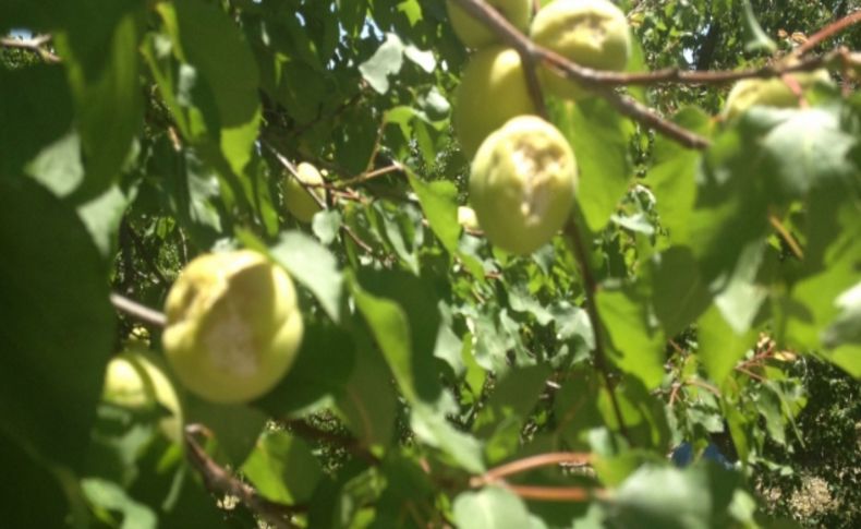 Baskil'de dolu zararı tespiti başladı