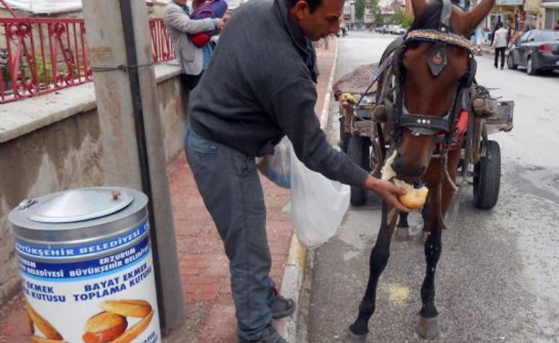 Bayat ekmeklerle evcil hayvanlar besleniyor