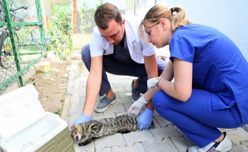 Bayraklı'da kuduz aşısı seferberliği