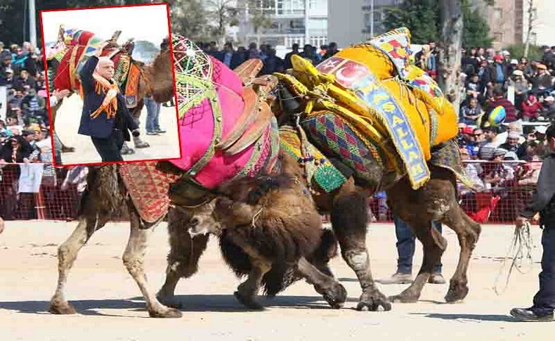 Bayraklı deve güreşi festivali'ne hazırlanıyor