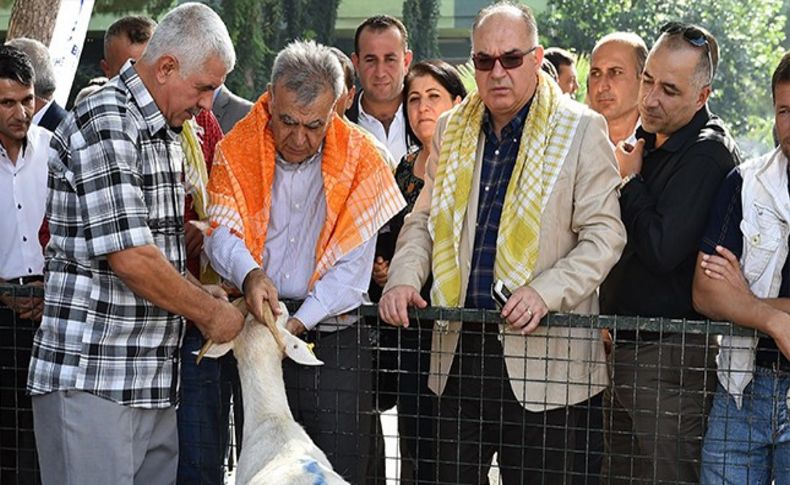 Türkiye'de bir ilk: Koyun ve keçiler İzmir Büyükşehir Belediyesi'nden