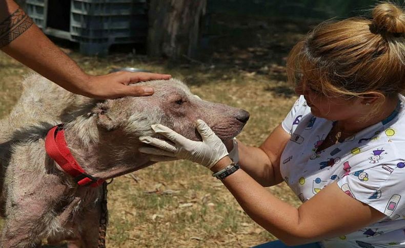 Belediye çalışanı yolda buldu 'Direniş' hayata tutundu