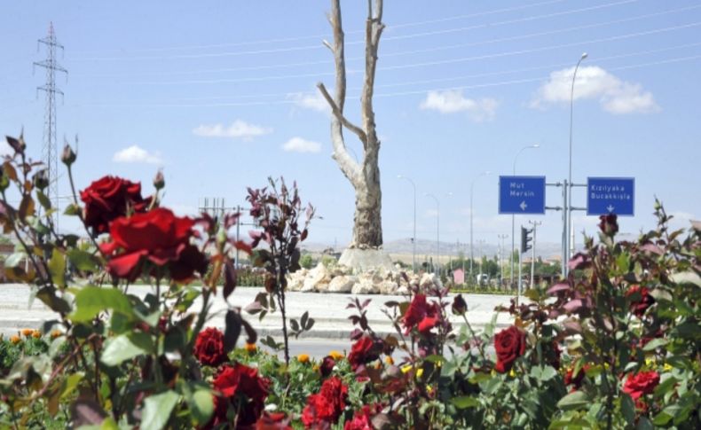 Belediye, kavşağa kurumuş çınar ağacı dikti!