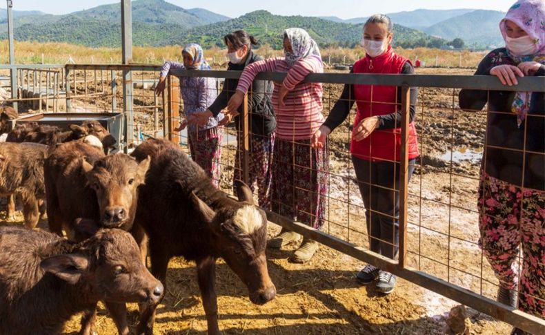 Büyükşehir'in hibe ettiği mandalar 13 yavruyla kadınların yüzünü güldürdü