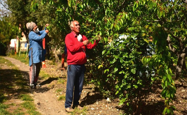 Bornova Belediyesi'nden kiraz yetiştiricilerine ilaçlama