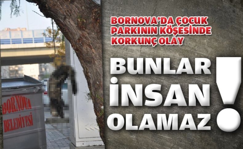 Bornova’da ikinci kedi vakası