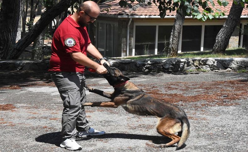 Bu köpekler, 10 bin koku içerisinden uyuşturucu kokusunu ayırt ediyor