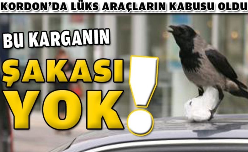 Bu karga, araç sahiplerini bıktırdı