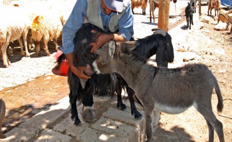 Bu sıpayı keçi emziriyor (Özel)