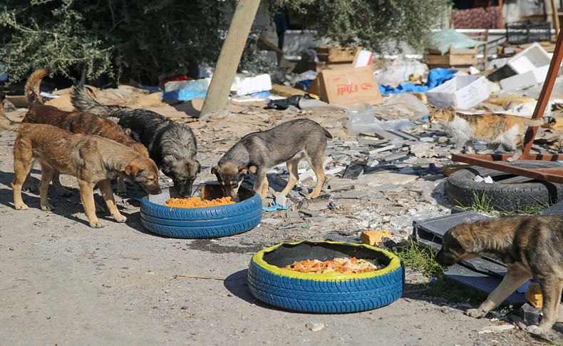 Buca Belediyesi sokak hayvanlarını unutmadı