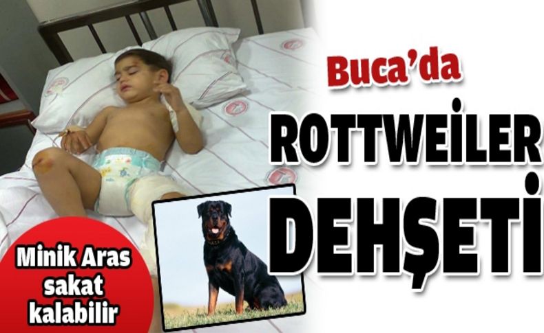 Buca'da rottweiler dehşeti