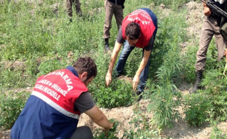 Bursa’da 20 bin 749 kök kenevir ele geçirildi