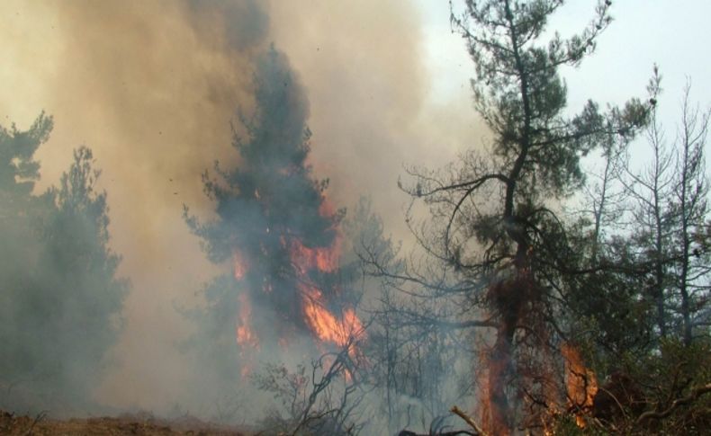 Bursa'da orman yangını: Takviye helikopter istendi