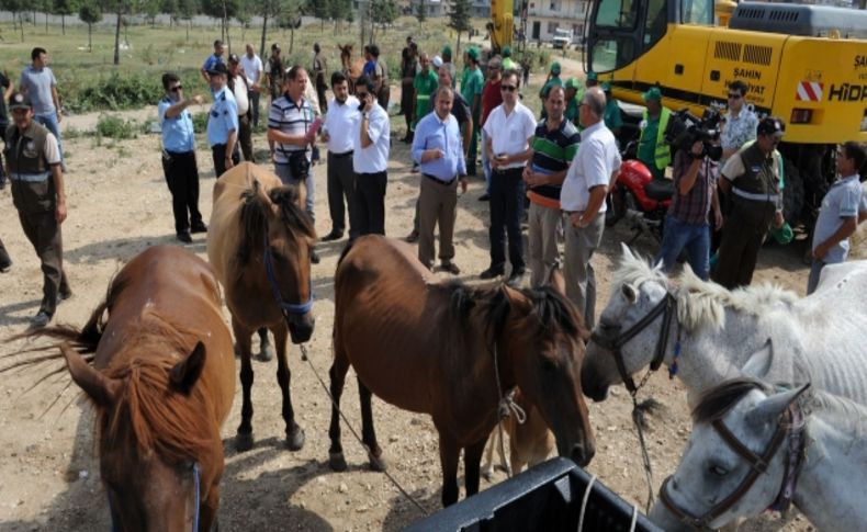 Bursa'da şehrin göbeğindeki sahipsiz atlar güçlükle toplandı