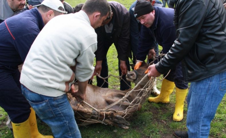 Bursa'da yakalanan geyikler Giresun'a gönderilmek üzere Bakanlığa verildi