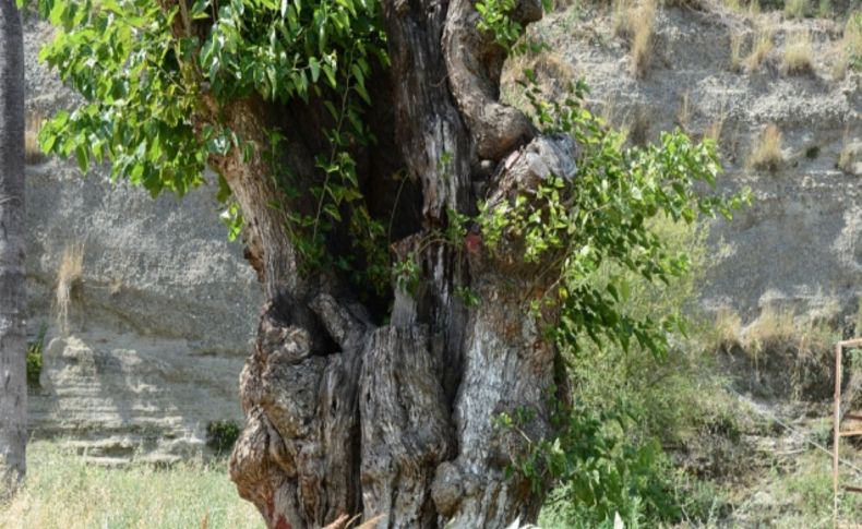 Büyükşehir anıt ağaçları koruma altına aldı