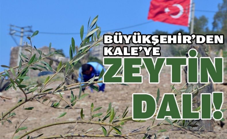 Büyükşehir, Kale’ye  “zeytin ormanı” kuruyor