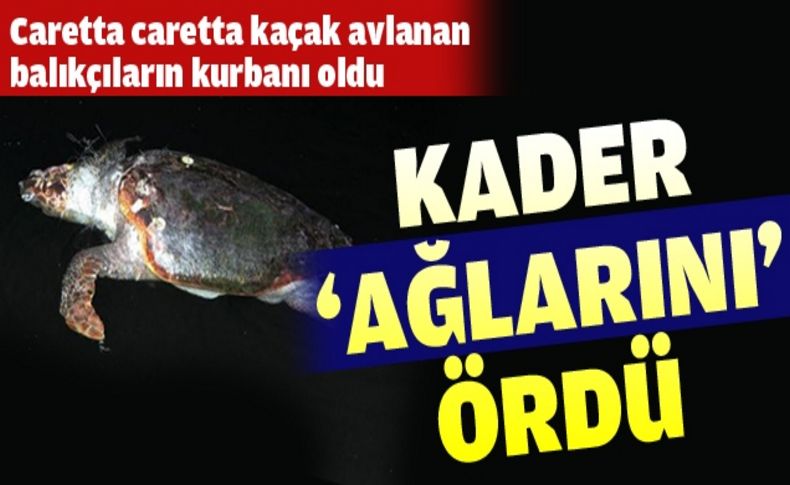 Caretta caretta balıkçı ağına takılarak öldü