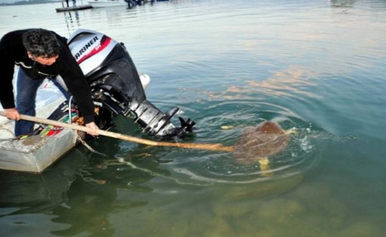 Caretta caretta, mobese sayesinde kurtarıldı