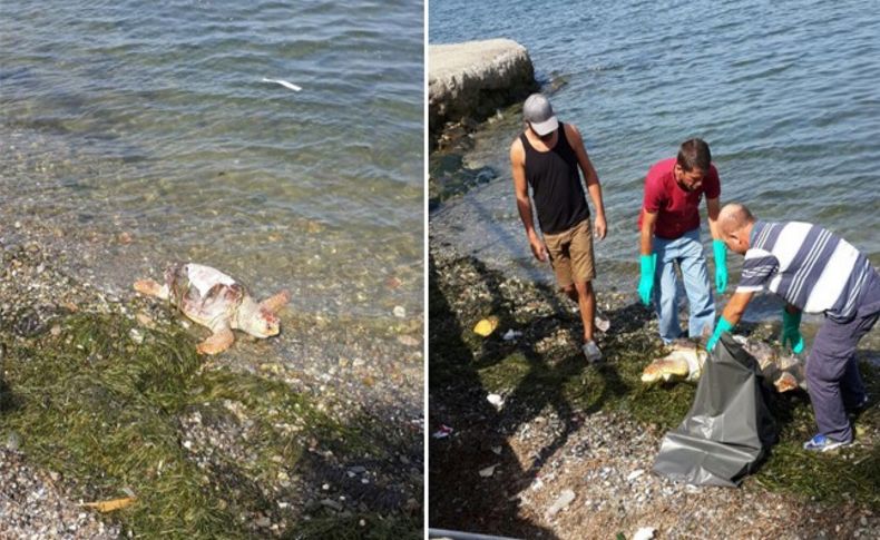 Caretta caretta ölüsü kıyıya vurdu