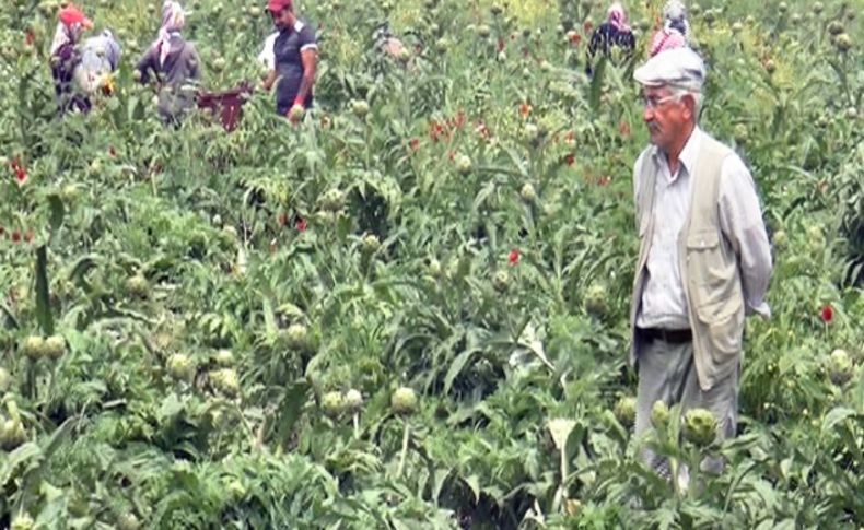 Ceyhan'da Bayrampaşa enginarının hasadı başladı