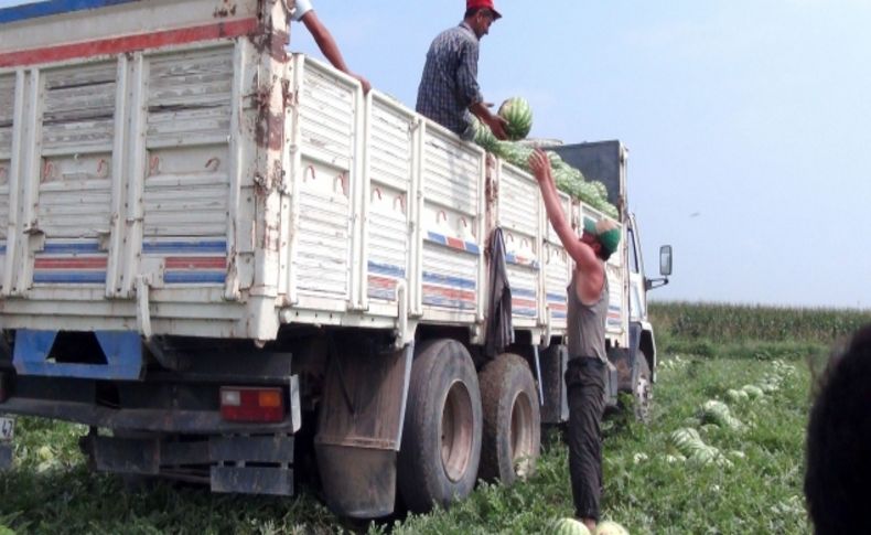 Ceyhan’ın kabak aşısız orijinal karpuzuna ilgi büyük