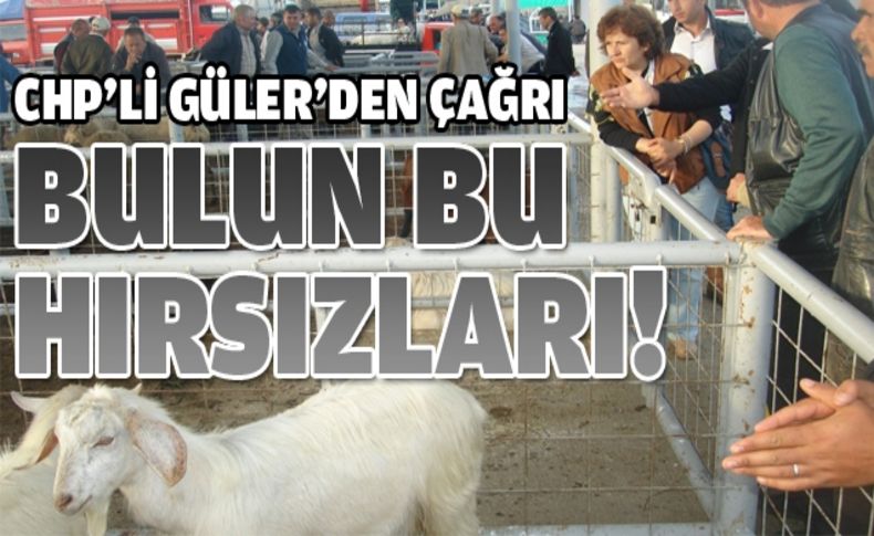 CHP'li Güler, hayvan hırsızlıklarını sordu!