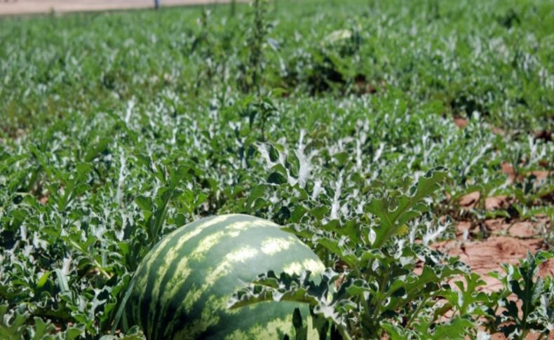 Çiftçi, zam şampiyonu karpuza gözü gibi bakıyor