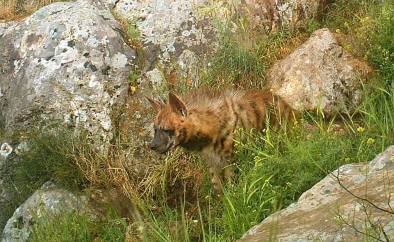 Çizgili sırtlan Şanlıurfa’da görüntülendi