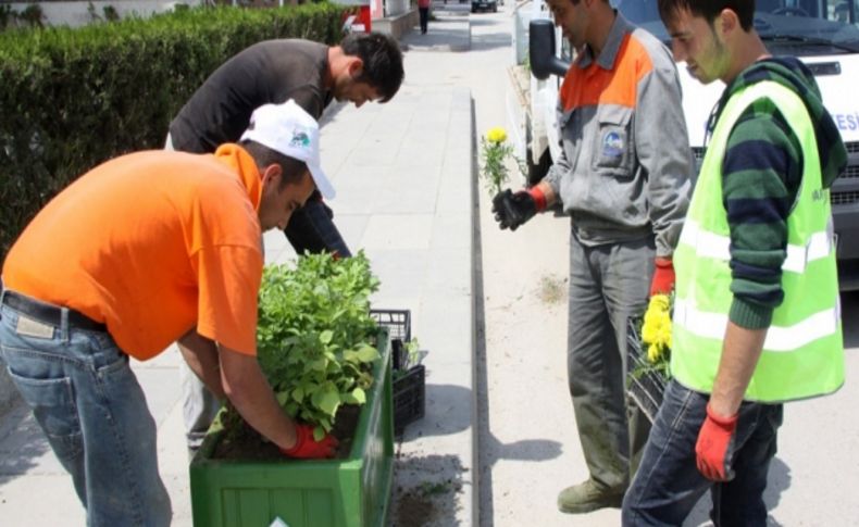 Çubuk'ta parklar ve caddeler çiçek açtı