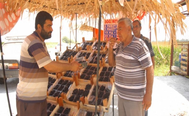 Çukurova'da çiftçi alternatif ürünlere yöneliyor