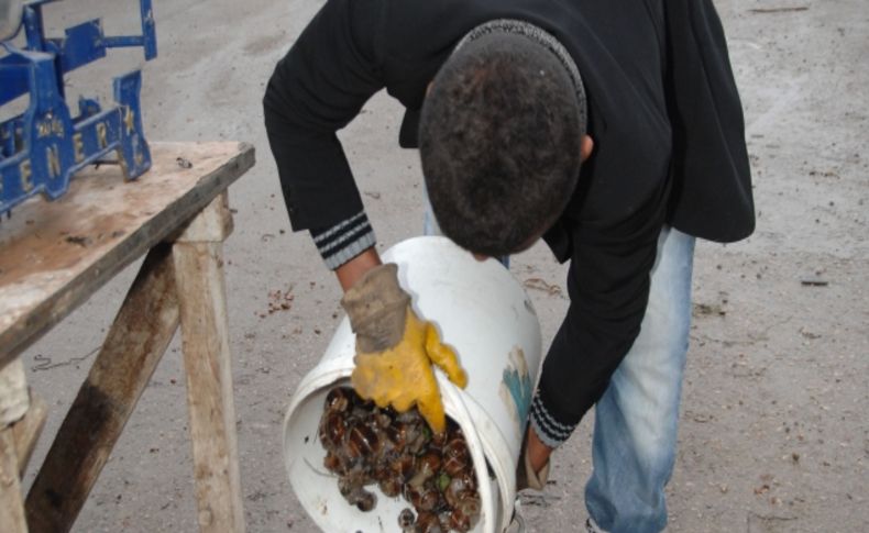 Cumayanı köylüleri ekmek parasını salyangozdan çıkarıyor