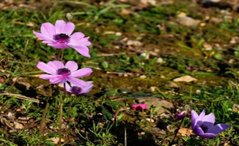 Datça’da erken bahar