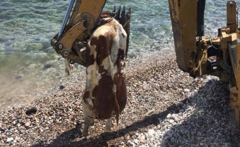 Delikoy'da ölü inek sahile vurdu!