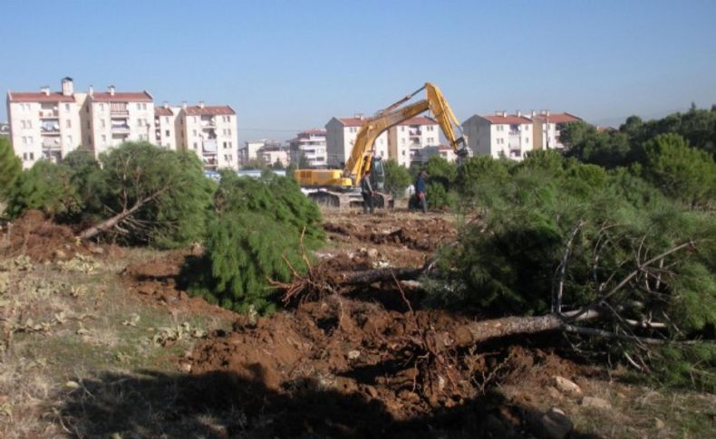 Denizli'de ağaç nöbetine 9 gözaltı