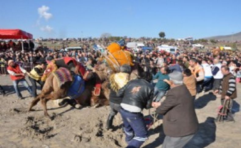 Menemen’de deve güreşleri başlıyor