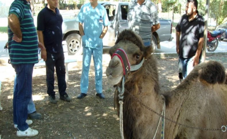 Develerin sağlığı ADÜ'ye emanet