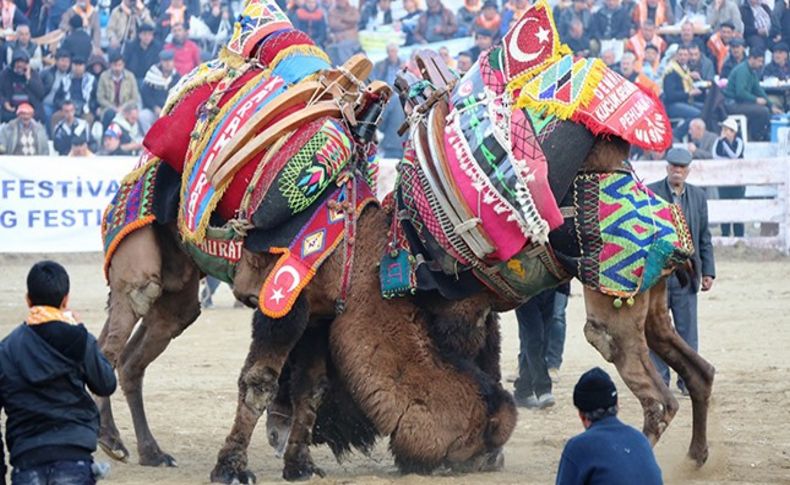 Selçuk'ta Deve Güreşleri hazırlıkları tamamlandı