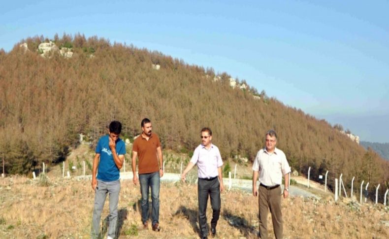 Doludan zarar gören alanlar tekrar ağaçlandırılacak